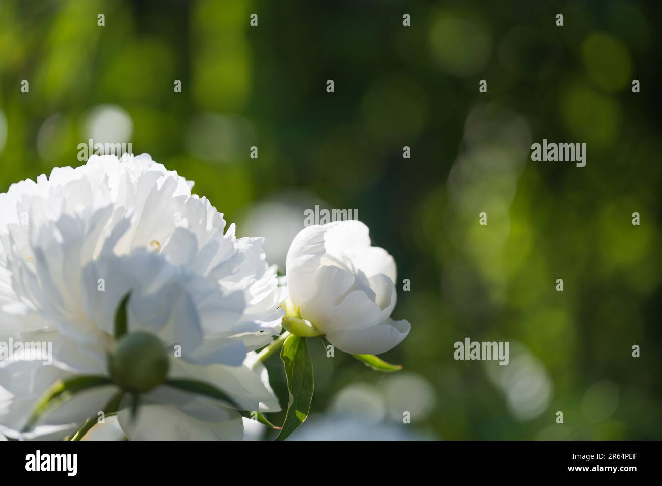 White peony (Paeonia L.) blooming in a farmer's garden Stock Photo