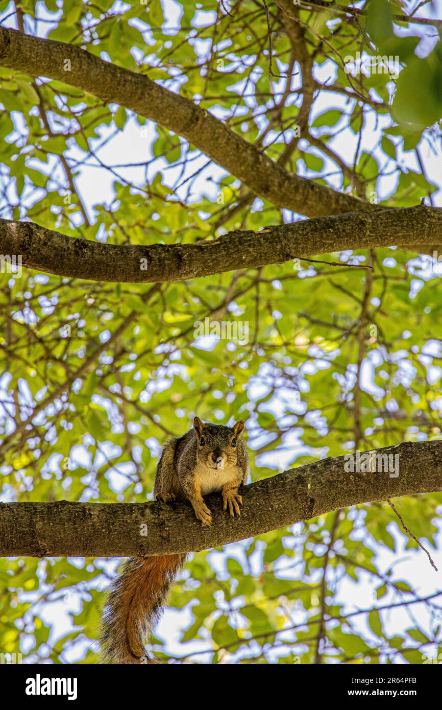 Squirrels here there and everywhere Stock Photo Alamy