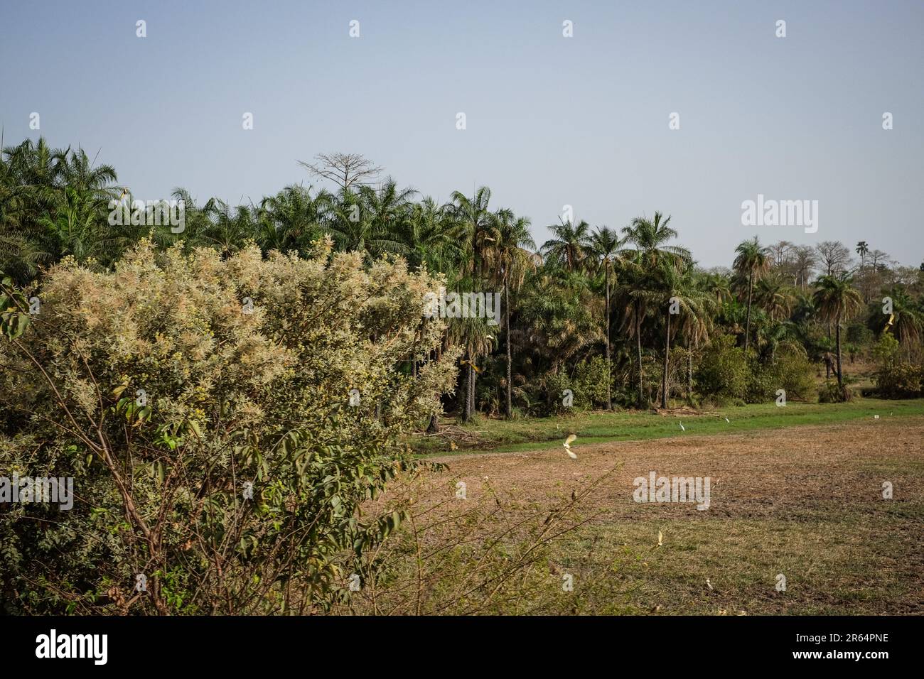 Nicolas Remene / Le Pictorium -  Bissau capital of Guinea-Bissau GNB) -  12/3/2017  -  Guinea-Bissau / Bissau / Bissau  -  Rice fields on the road between Bissau and Gabu, a town in the north-east of Guinea-Bissau, on 12 March 2017. Stock Photo