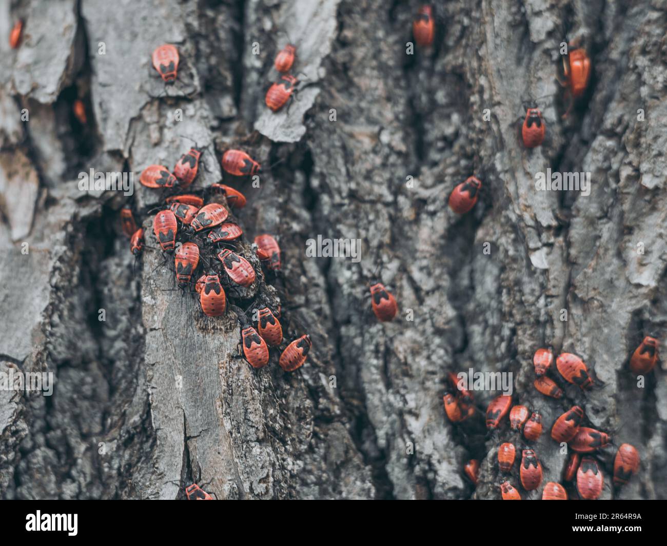 Wingless insects hi-res stock photography and images - Alamy