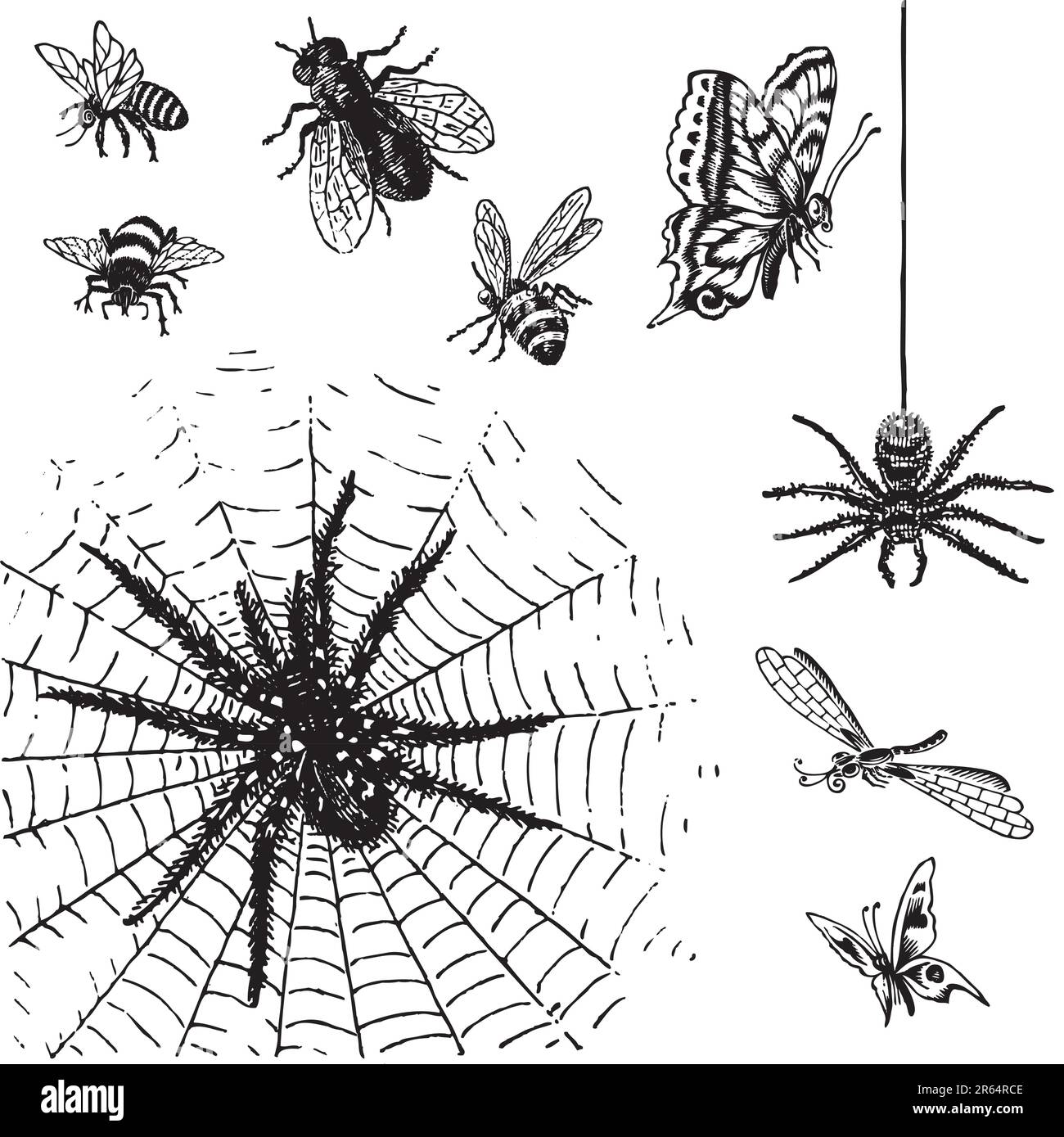 set of antique insects engravings; scalable and editable vector illustrations Stock Vector