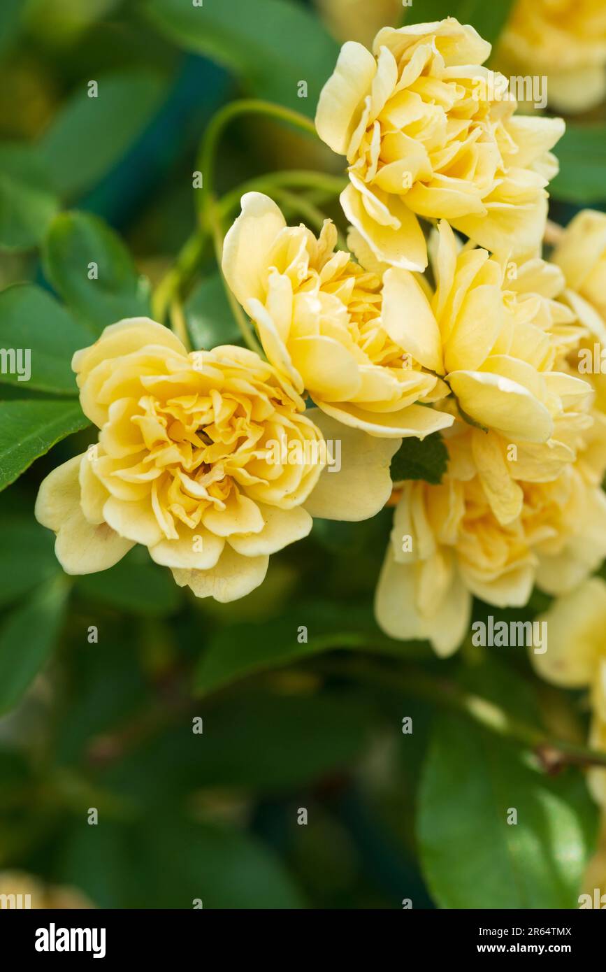 Banksia Rose, Rosa Banksiae Stock Photo Alamy
