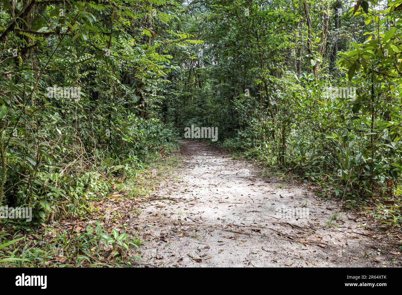 National tree of guyana hires stock photography and images Alamy