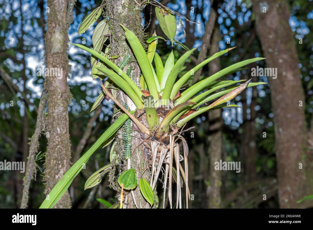Giant Tank Bromeliad, on a tree trunk, Kaieteur National Park, Guyana Stock Photo