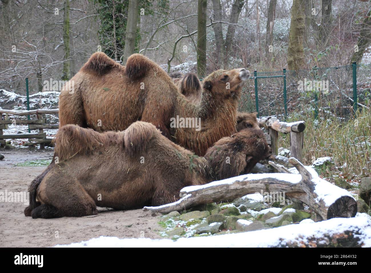 A group of Bactrian camels in the zoo on a snowy winter day Stock Photo ...