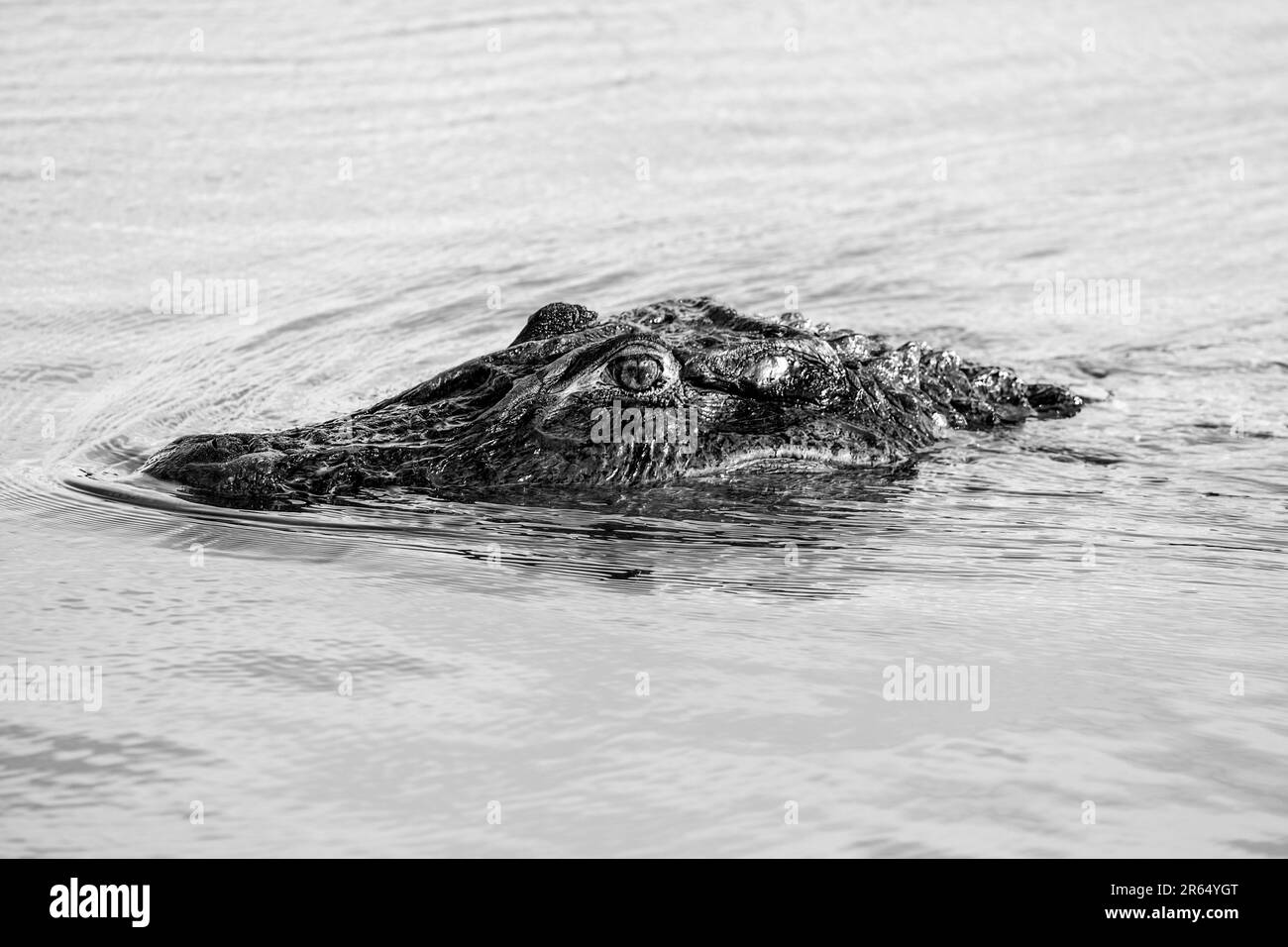 Guyana rainforest Black and White Stock Photos & Images Alamy