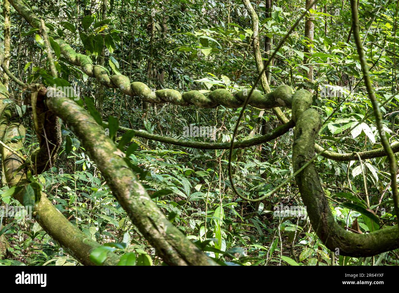 Twisted vines, Iwokrama Rainforest, Potaro-Siparuni, Guyana Stock Photo