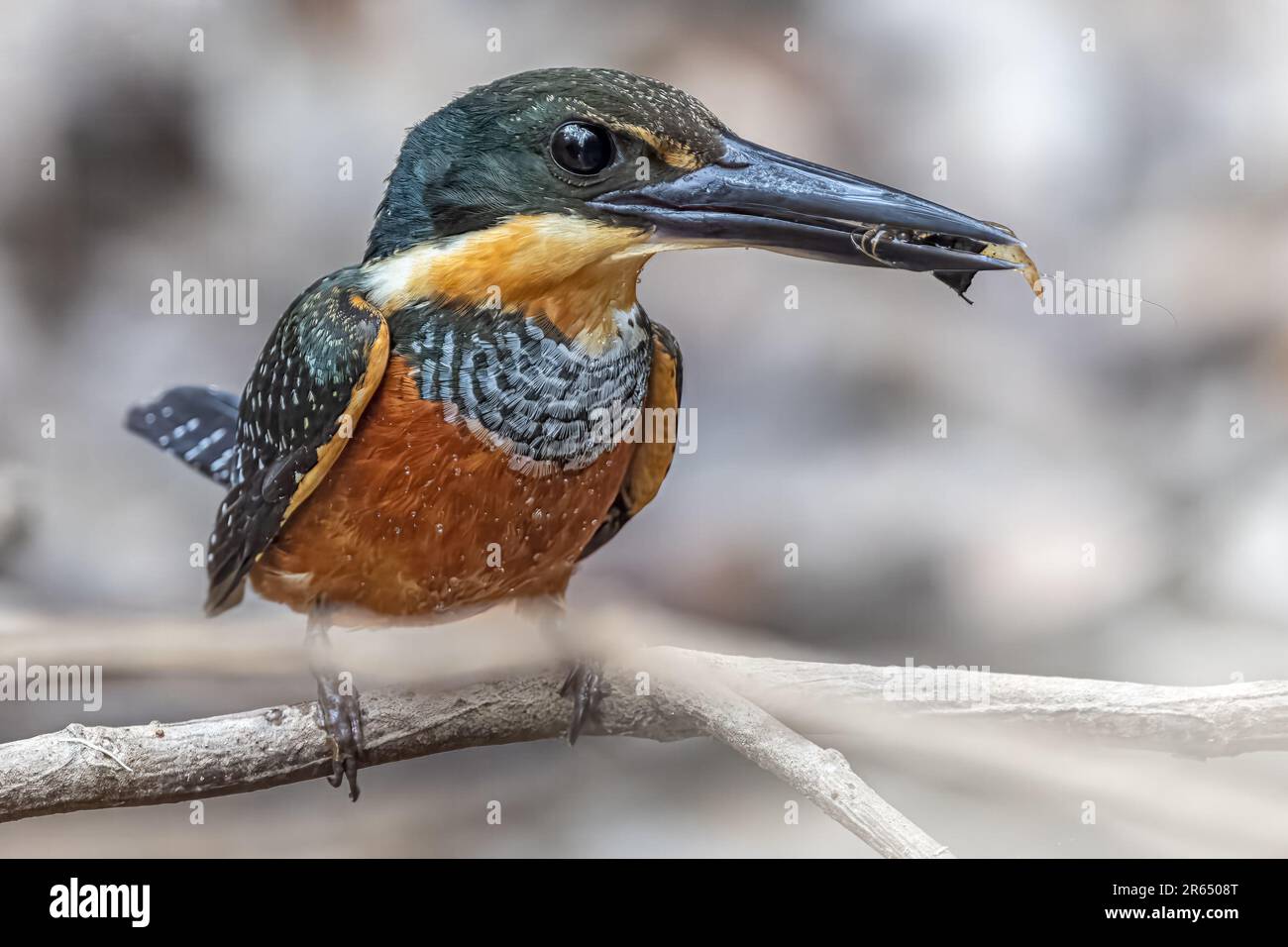 American pygmy kingfisher, with insect catch, Channel off of Essequibo River,  Iwokrama Rainforest, Potaro-Siparuni, Guyana. Stock Photo