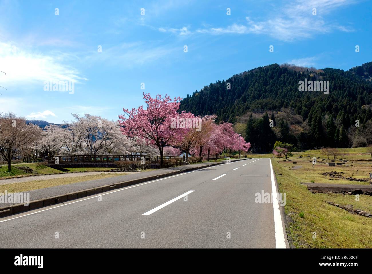Cherry blossoms at the Ichijodani Asakura clan site Stock Photo