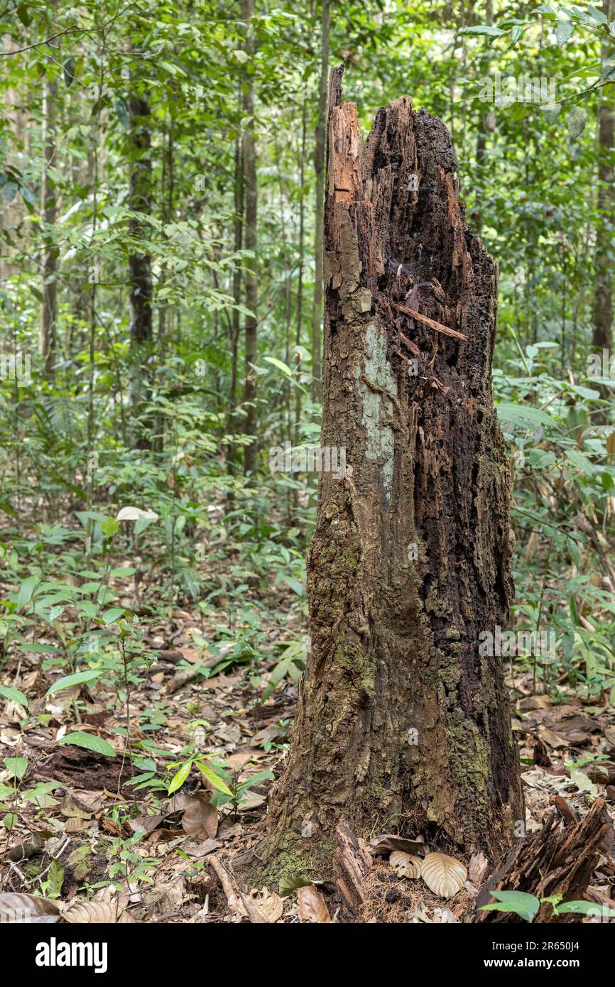 Death and decay of tree, Iwokrama Rainforest, Potaro-Siparuni, Guyana ...