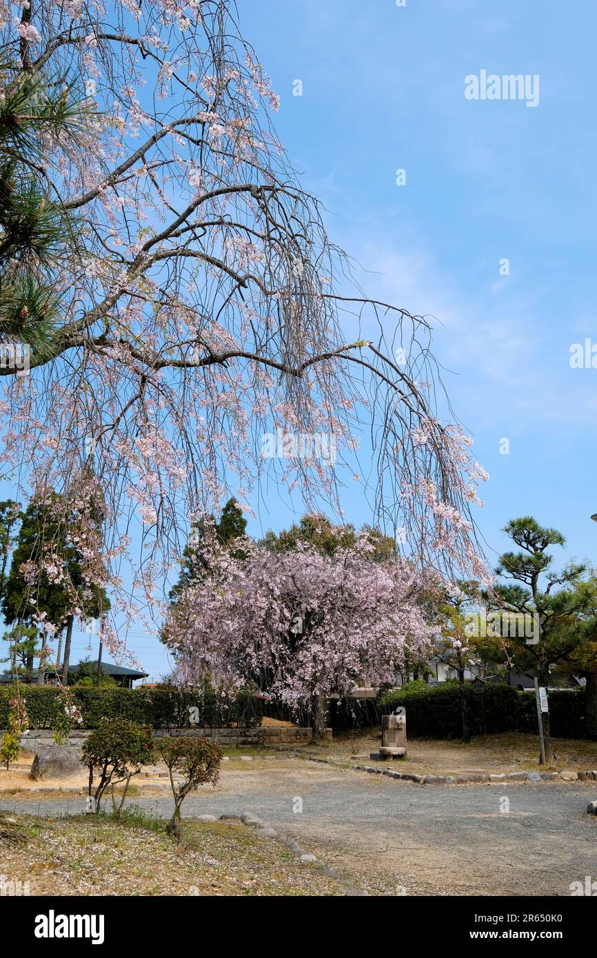 Spring in Murasaki Shikibu Park Stock Photo