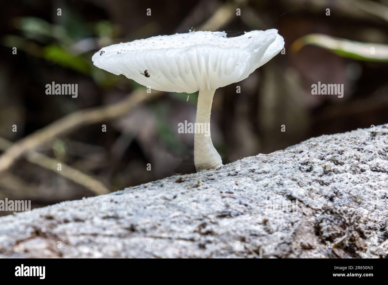 Fungus, Iwokrama Rainforest, Potaro-Siparuni, Guyana Stock Photo