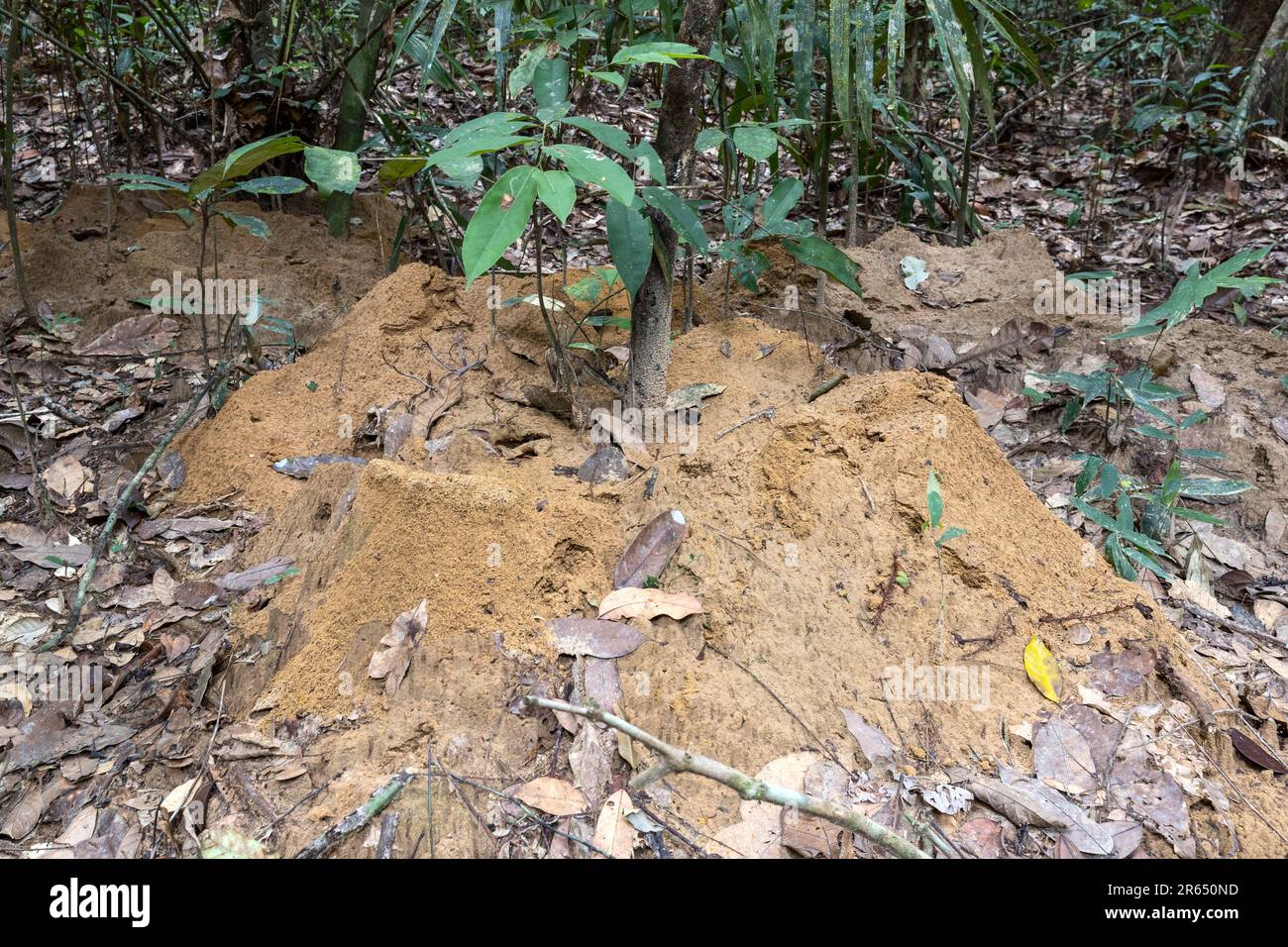 Leaf-Cutter Ants nest, Iwokrama Rainforest, Potaro-Siparuni, Guyana Stock Photo