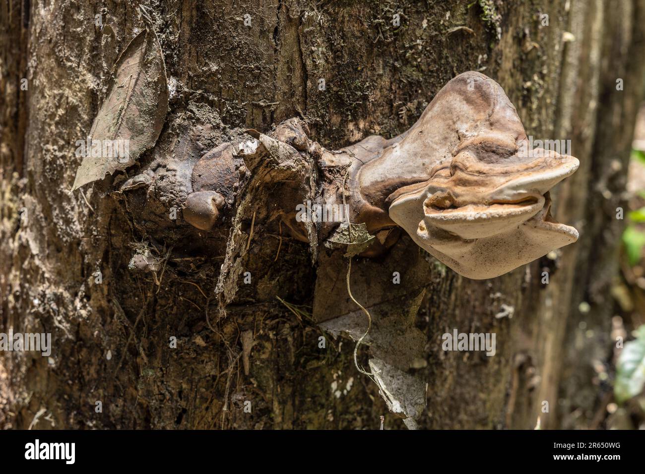 Fungus, Iwokrama Rainforest, Potaro-Siparuni, Guyana Stock Photo
