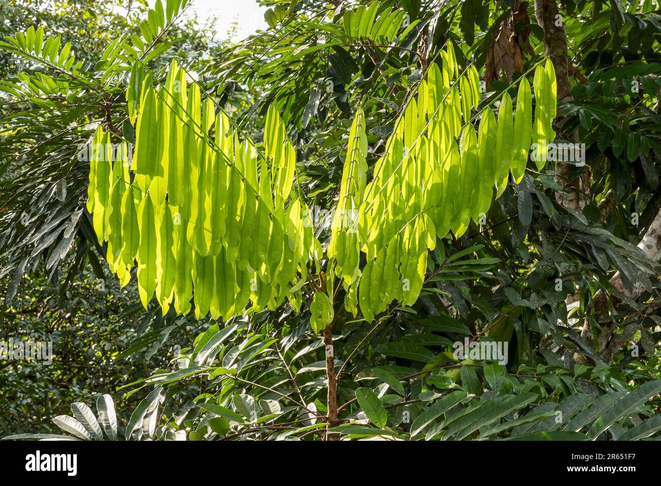 Tree-sorrel aka mimbro, Canopy Walk, Atta Rainforest Lodge, Iwokrama ...