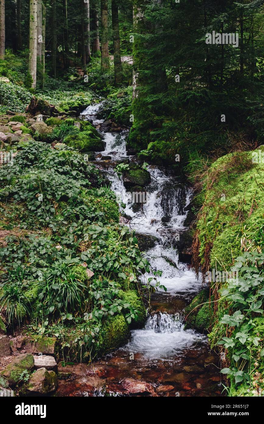 Rough mountain river with rocky shores, original rock configuration on ...