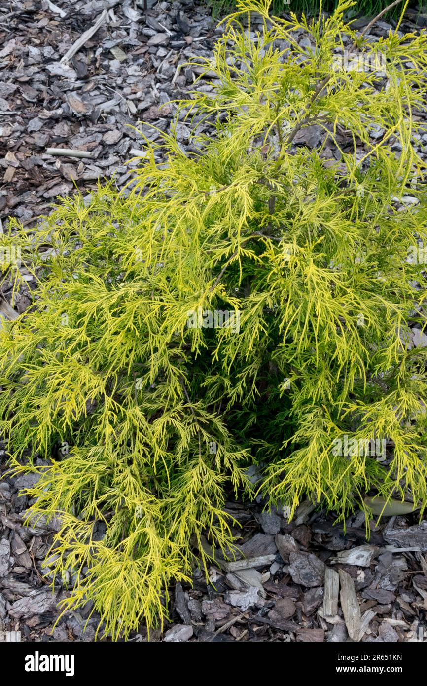 Chamaecyparis pisifera 'Filifera Aurea Nana' Sawara Cypress, Golden Yellow Garden, Coniferous, Tree Stock Photo
