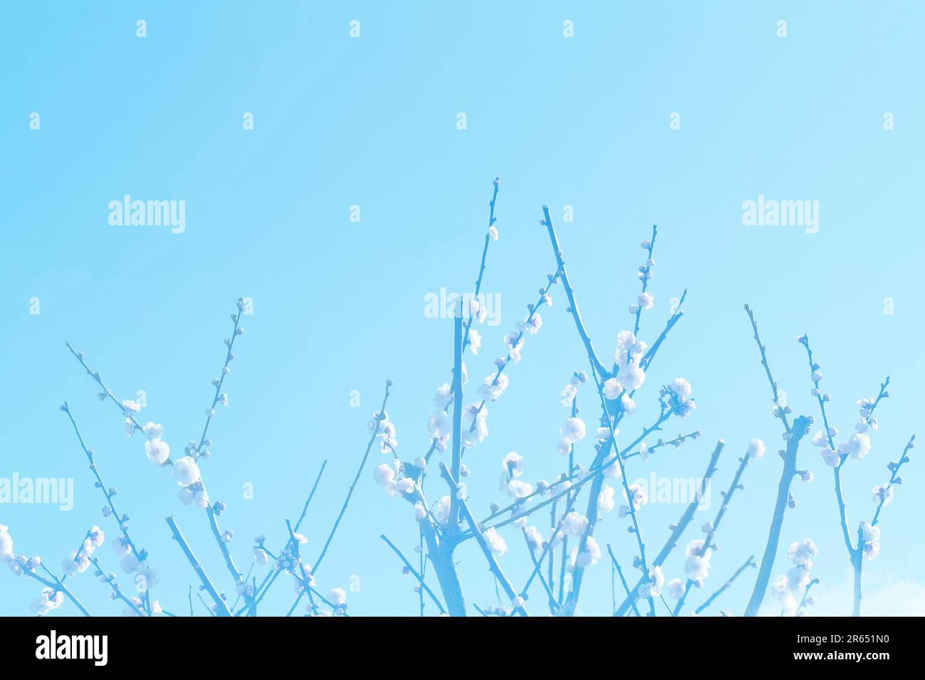 Plum blossom Stock Photo