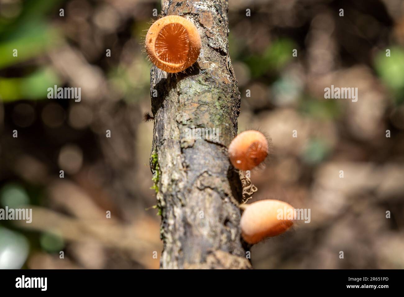 Cookeina tricholoma,  bristly tropical cup, Fungus, Iwokrama Rainforest, Potaro-Siparuni, Guyana Stock Photo