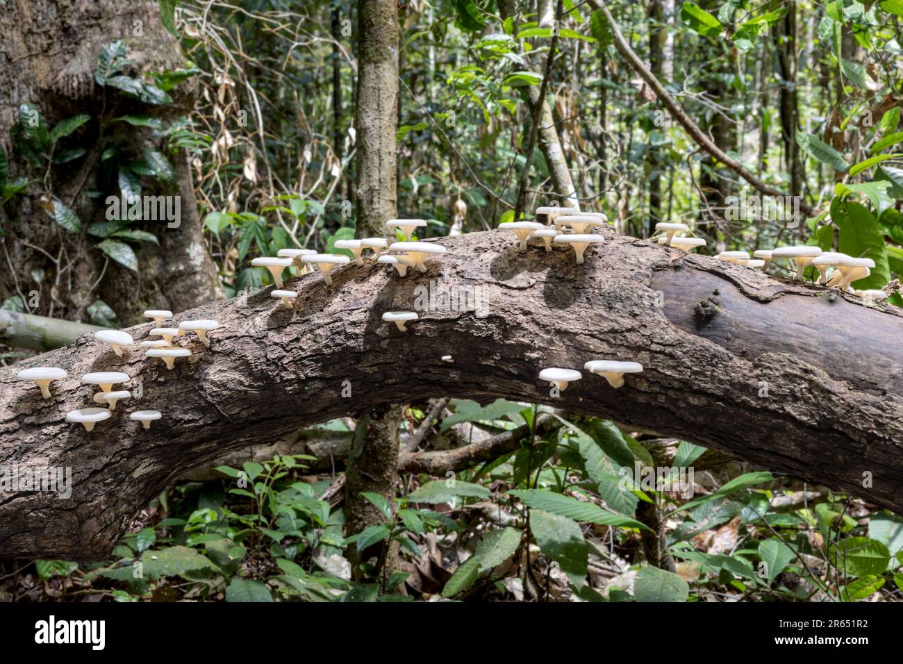 White Fungus, Iwokrama Rainforest, Potaro-Siparuni, Guyana Stock Photo