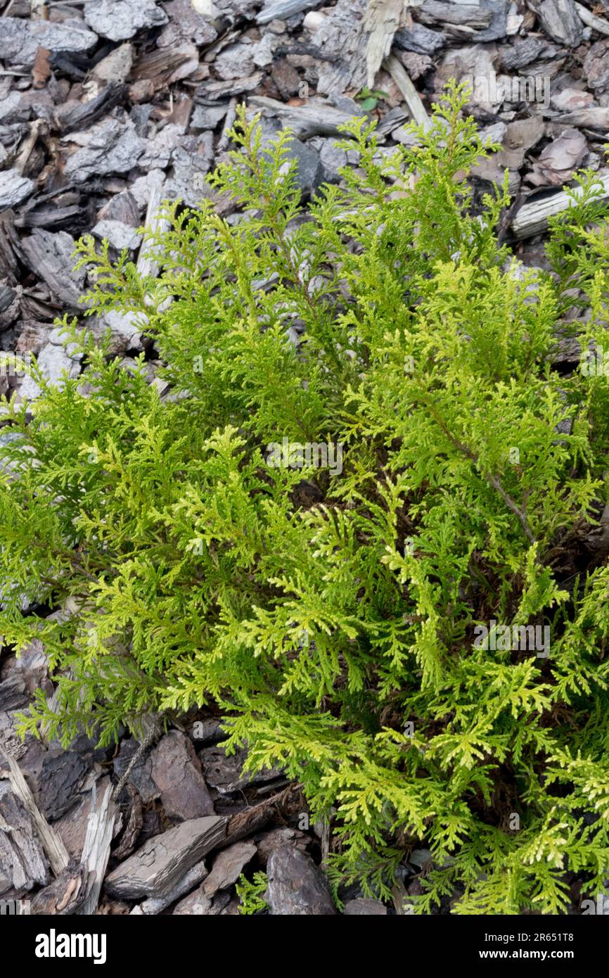 Sawara False Cypress, Chamaecyparis pisifera "White Pygmy" Stock Photo