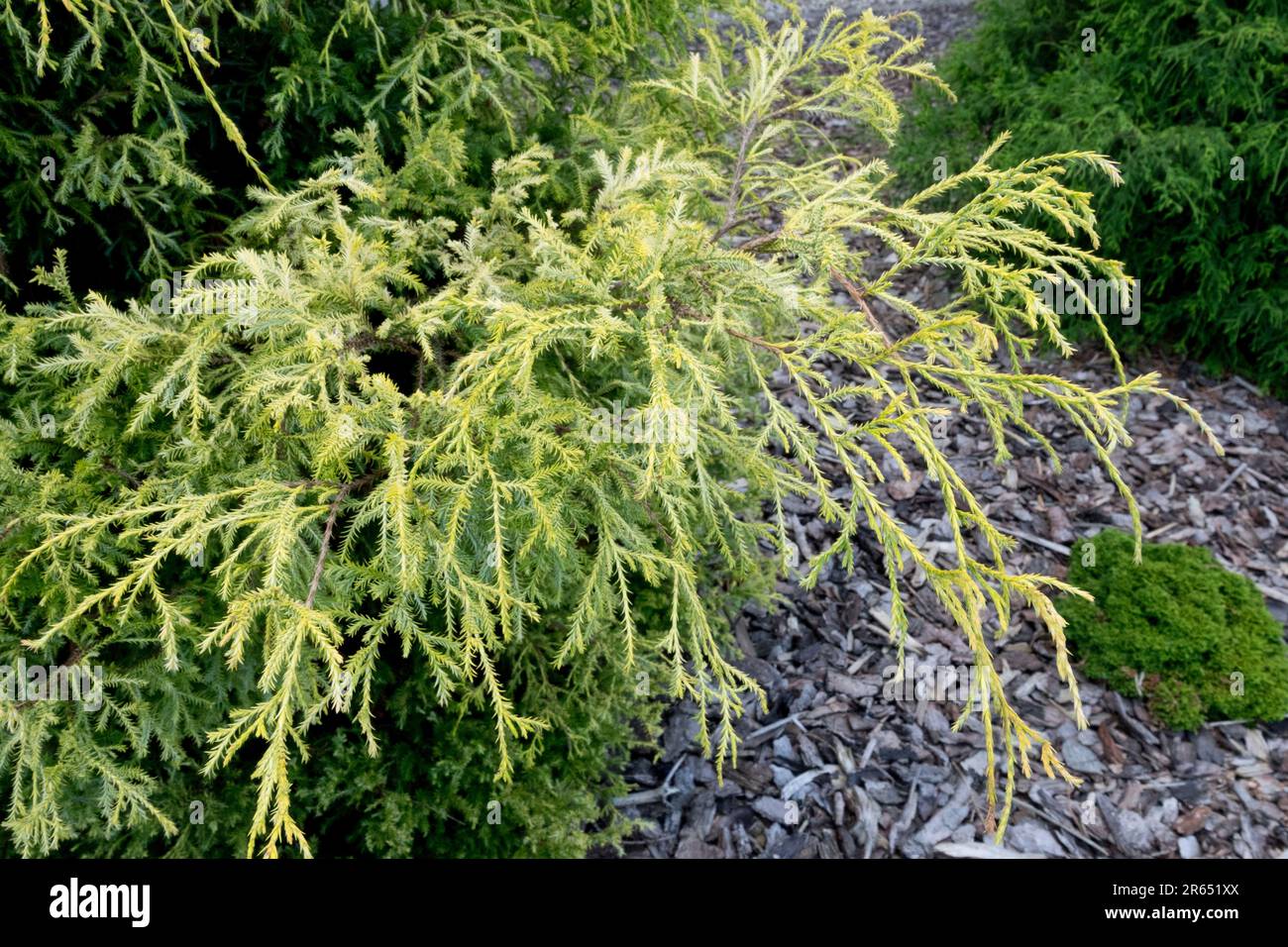 Chamaecyparis pisifera "Plumosa Compressa Aurea" in Garden Stock Photo