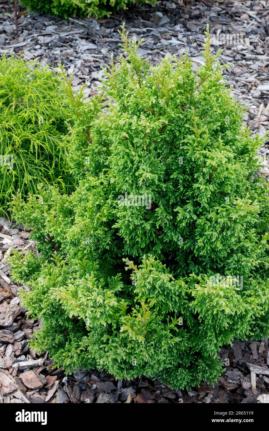 Sawara False Cypress, Chamaecyparis pisifera "Squarrosa Dumosa" Stock Photo