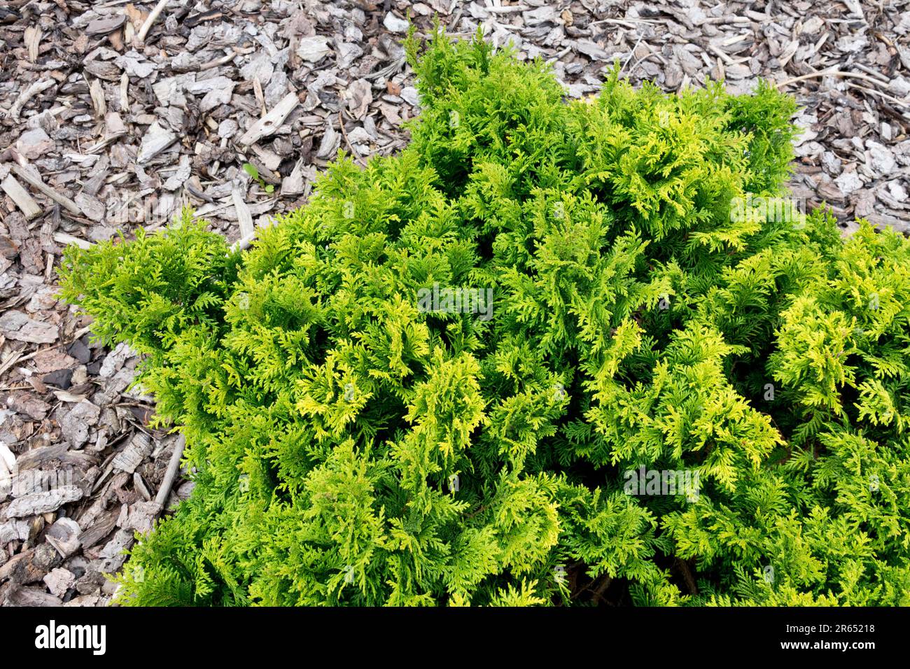 Coniferous, Dwarf, Chamaecyparis pisifera "Nana Berghs", Chamaecyparis growing in bark mulch, garden Stock Photo
