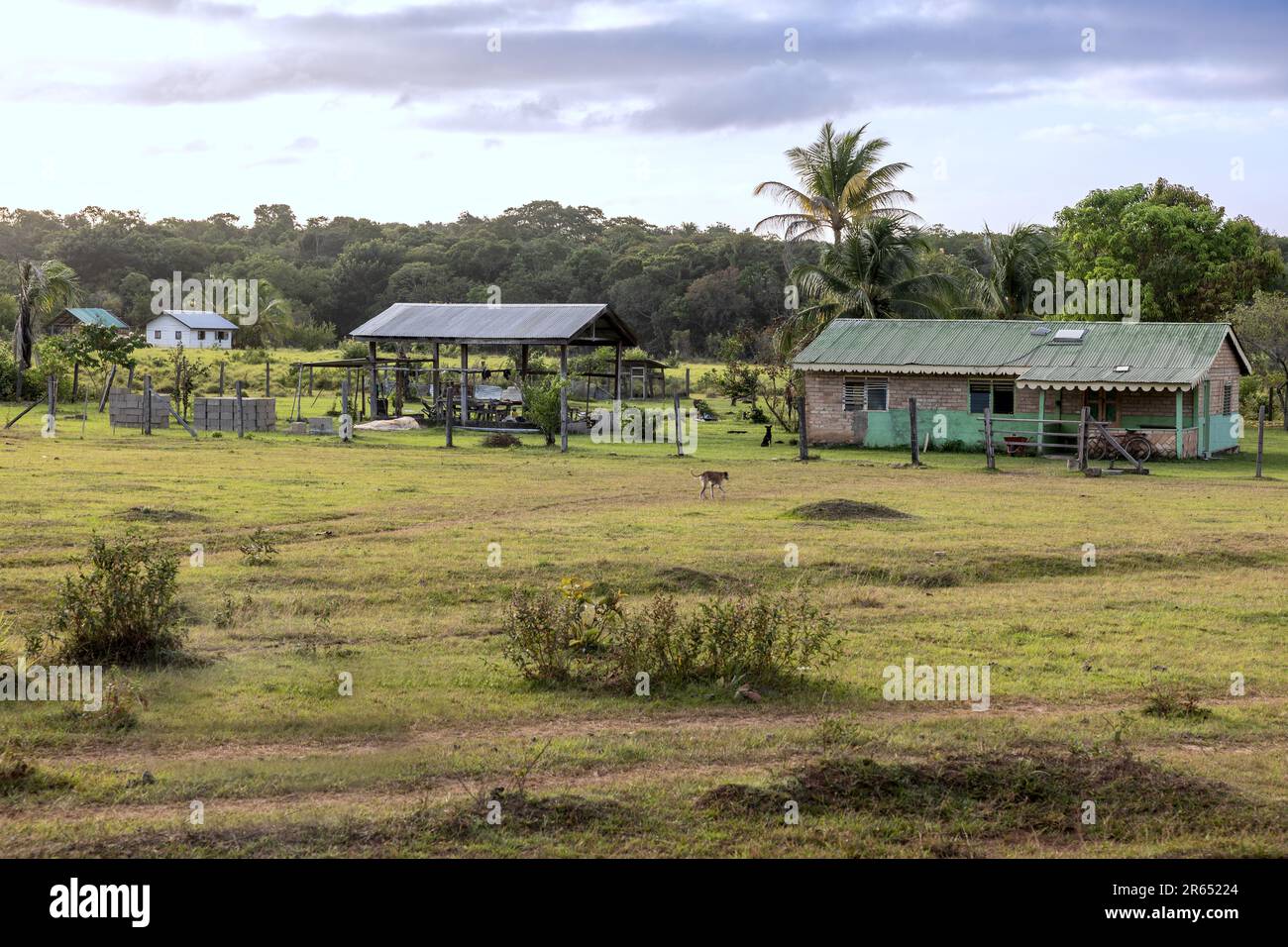 Smallholding, Surama, Amerindian village, North Rupununi, Upper Takutu-Upper Essequibo Region, Guyana Stock Photo