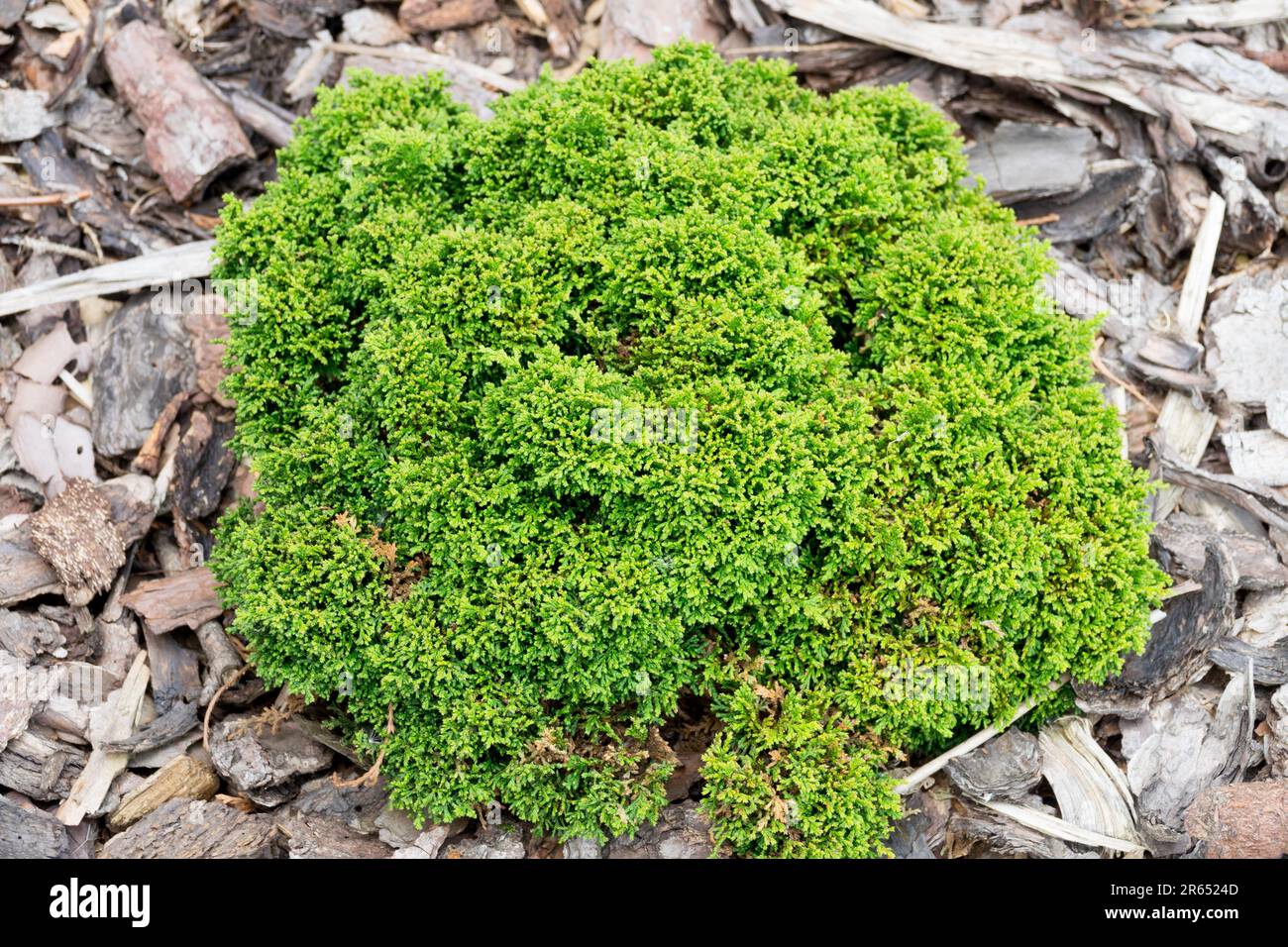 Compact Dwarf Chamaecyparis pisifera 'Hime Savara', cushion growth Stock Photo
