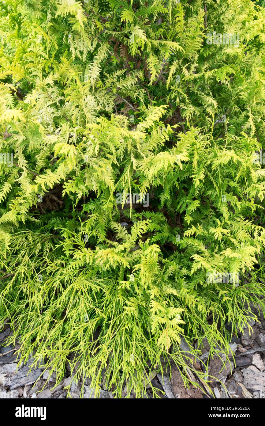 Sawara False Cypress, Chamaecyparis pisifera 'Gold Spangle' Stock Photo