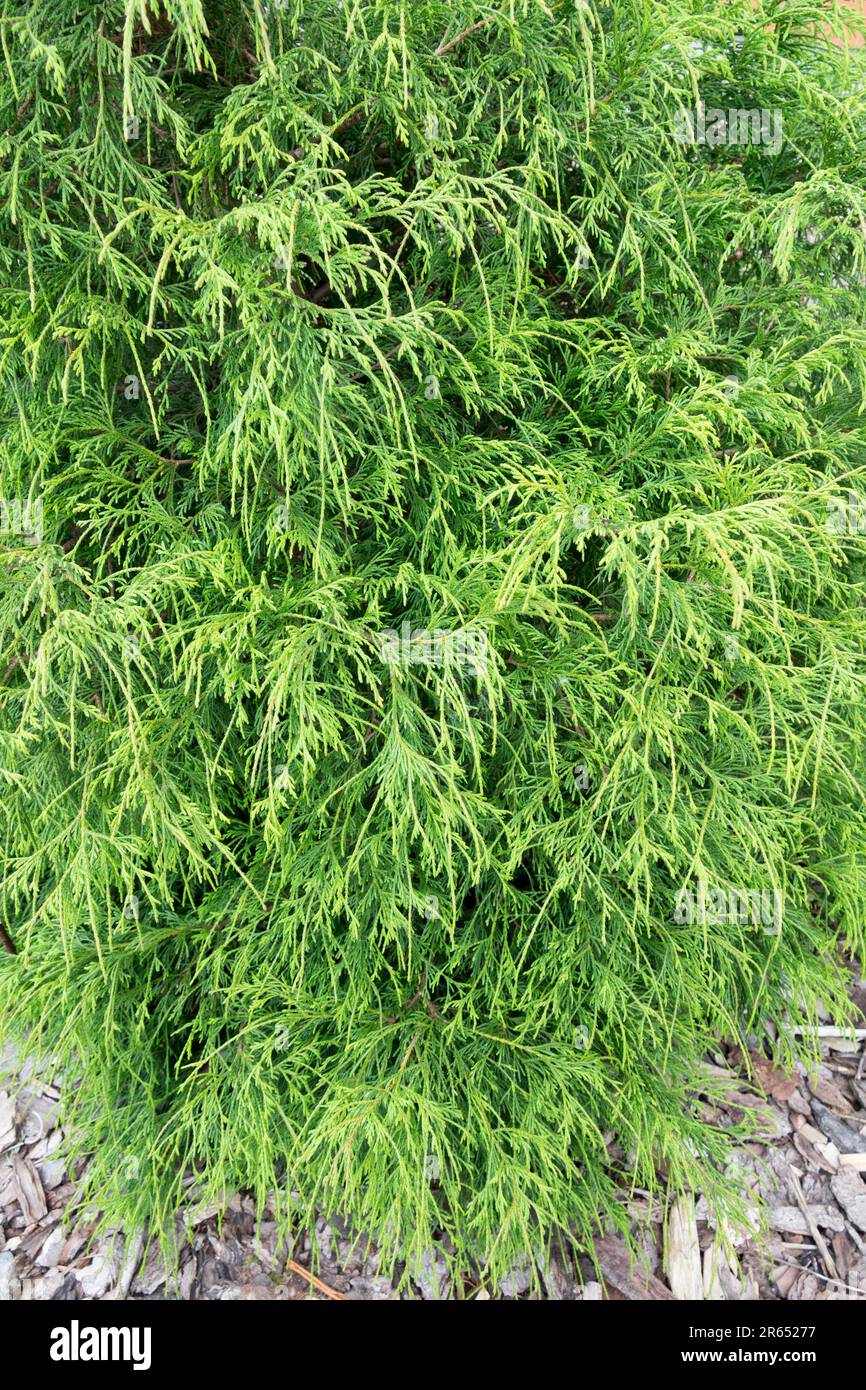 Chamaecyparis pisifera 'Filifera', Sawara Cypress, Chamaecyparis 'Filifera' Stock Photo