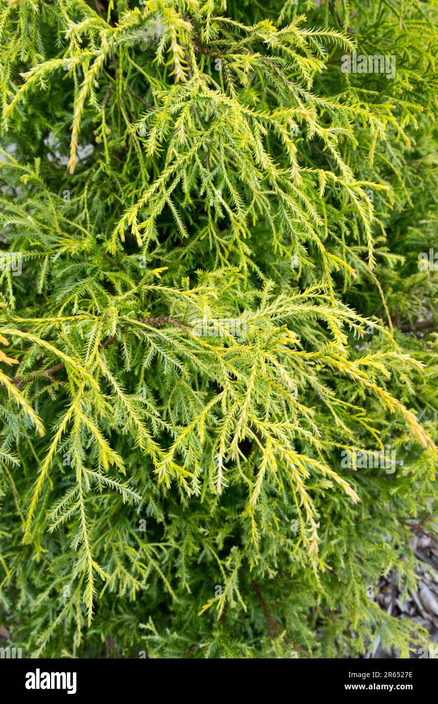 Chamaecyparis pisifera "Squarrosa Lutea", Sawara False Cypress, Leaves Stock Photo