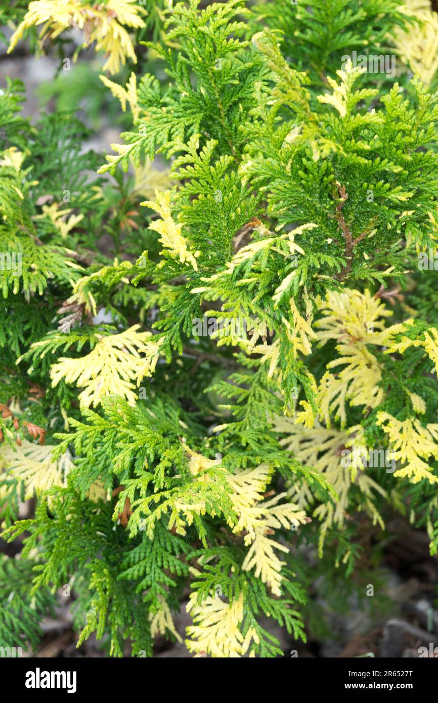 Chamaecyparis 'Nana Aureovariegata' golden yellow sprayed and shiny; dense and bun-like plant Chamaecyparis pisifera Sawara Cypress foliage Stock Photo