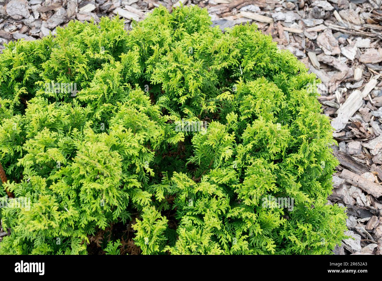 Chamaecyparis pisifera 'Nana' Chamaecyparis 'Nana' Dwarf Evergreen Sawara Cypress Stock Photo