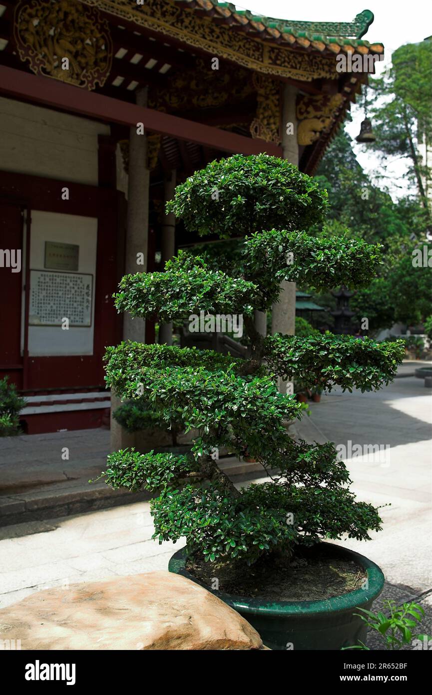 广州市 中國 Guangzhou, China; Temple of the Six Banyan Trees; Tempel der sechs Banyanbäume; 六榕寺 nicely formed tree - Bonsai; schön geformter Baum 盆景 Stock Photo