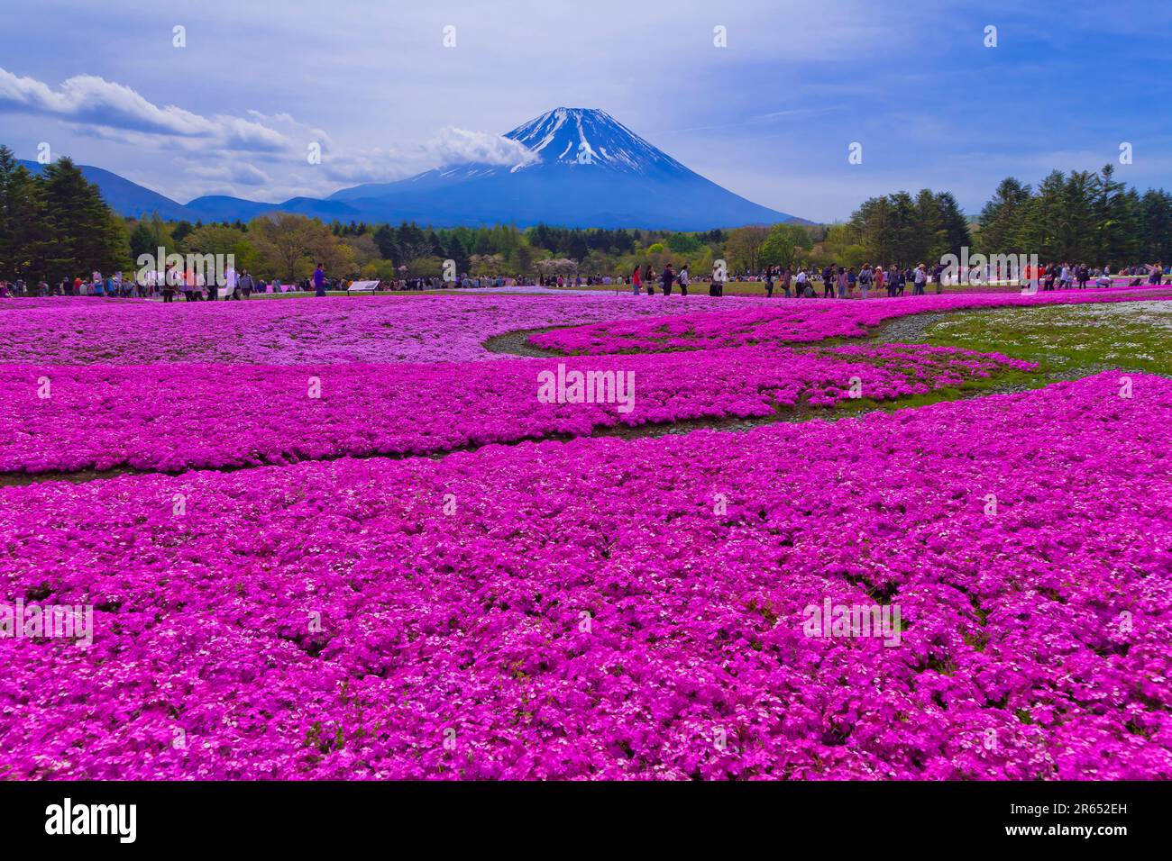 Mount Fuji and cherry blossoms Stock Photo - Alamy