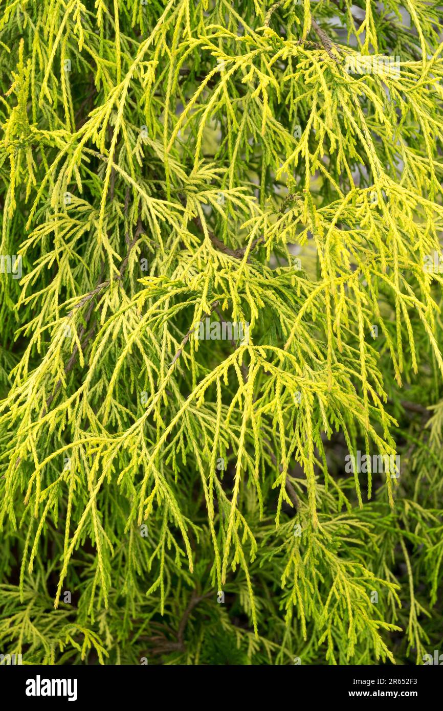 Chamaecyparis "Filifera Aurea Nana" Chamaecyparis pisifera Stock Photo