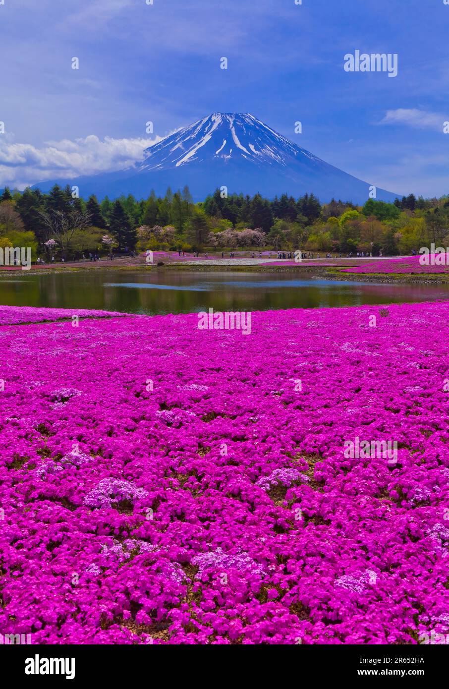 Mount Fuji and cherry blossoms Stock Photo - Alamy