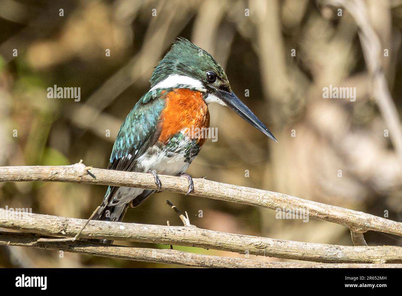 Amazon Kingfisher, male, Rupununi River, Surama, Amerindian village, North Rupununi, Upper Takutu-Upper Essequibo Region, Guyana Stock Photo