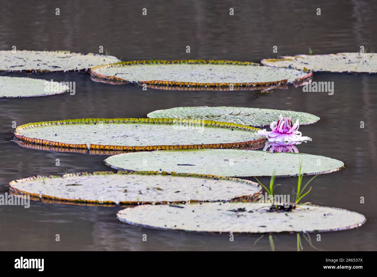 Giant Victoria Amazonica, water lillies, Rupununi River, Upper Takutu-Upper Essequibo region, Guyana Stock Photo