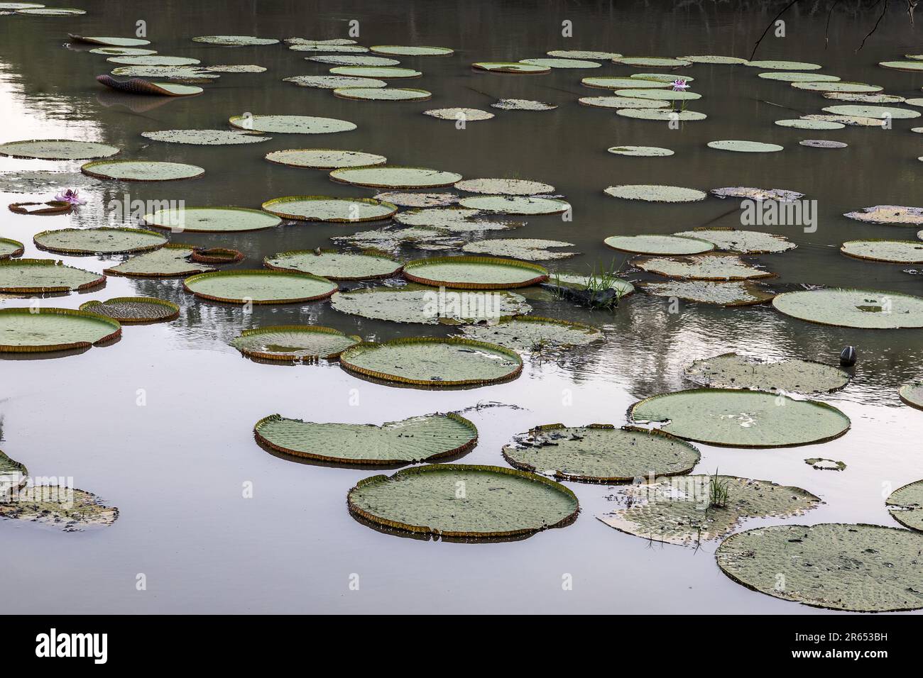 Giant Victoria Amazonica, water lillies, Rupununi River, Upper Takutu-Upper Essequibo region, Guyana Stock Photo