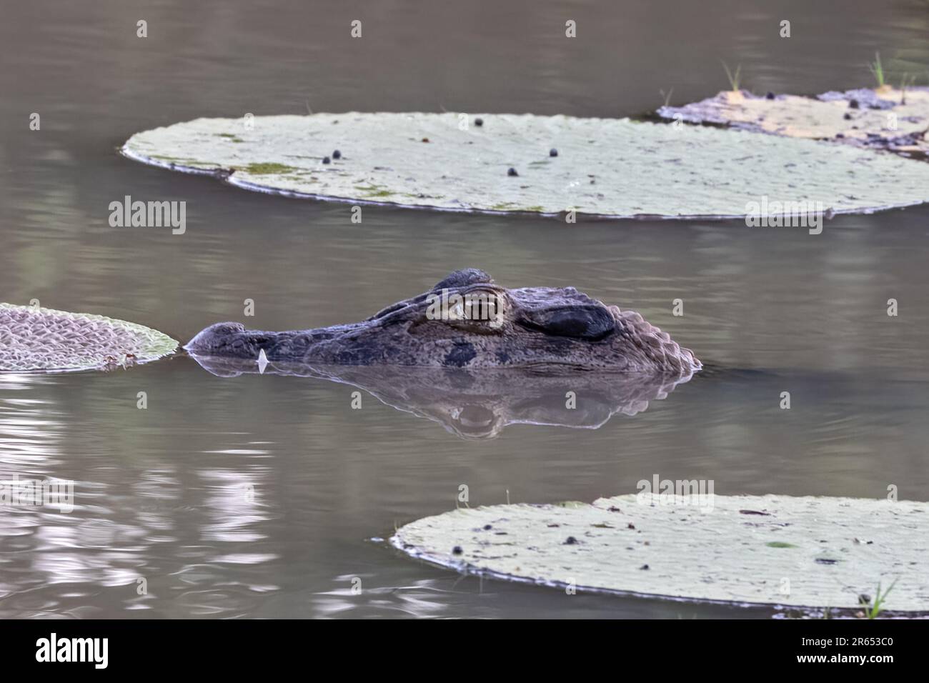 Giant Victoria Amazonica, water lillies, Rupununi River, Upper Takutu-Upper Essequibo region, Guyana Stock Photo