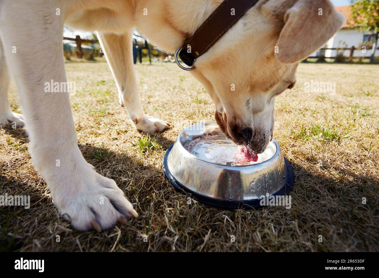 Thirsty dog during hot summer day. Selective focus on tongue of labrador retriever while drinking water from metal bowl. Stock Photo
