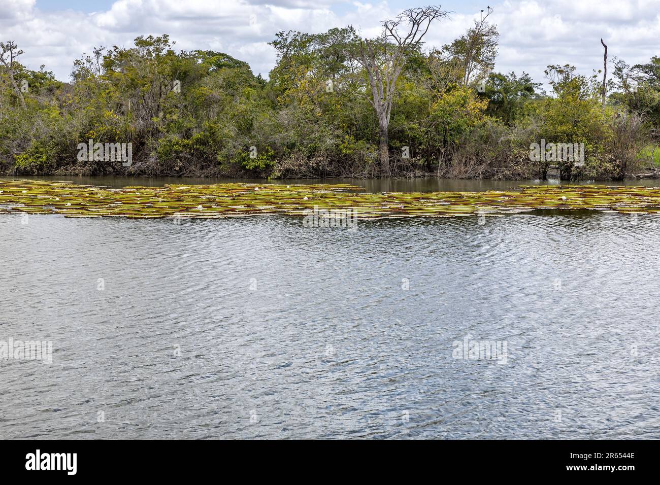 Giant Victoria Amazonica, water lillies, Rupununi River, Upper Takutu-Upper Essequibo region, Guyana Stock Photo