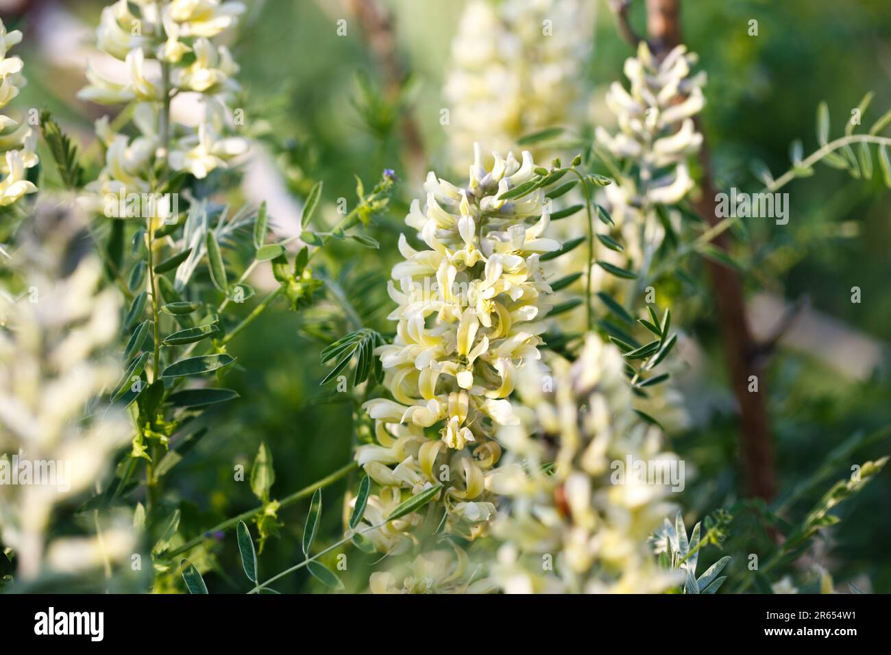Sophora foxtail, Sophora alopecuroides, Sophora vulgaris, perennial medicinal herb. A species of the genus Sophora in the legume family Fabaceae Stock Photo
