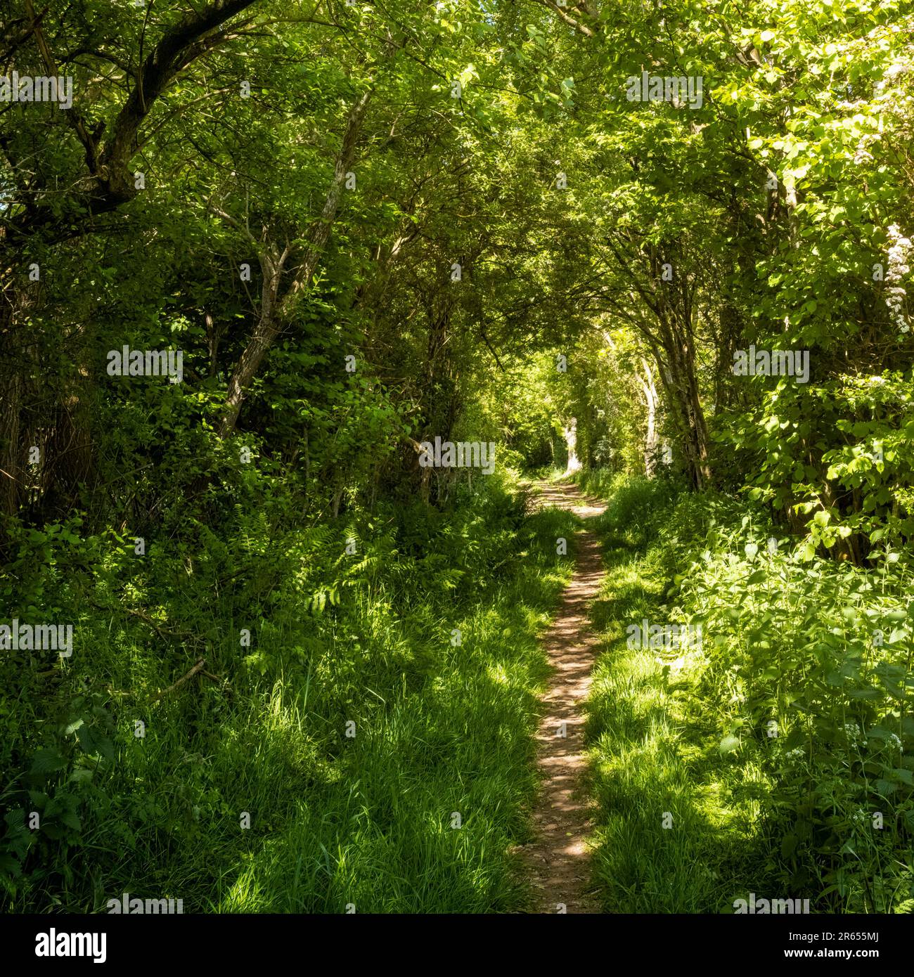 A romantic tree tunnel on the walk between Warcop and Sandford villages, Eden Valley, Cumbria, UK Stock Photo
