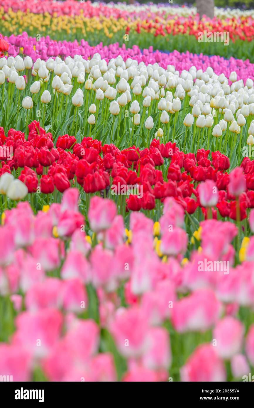 Pink and white tulip tree hi-res stock photography and images - Alamy