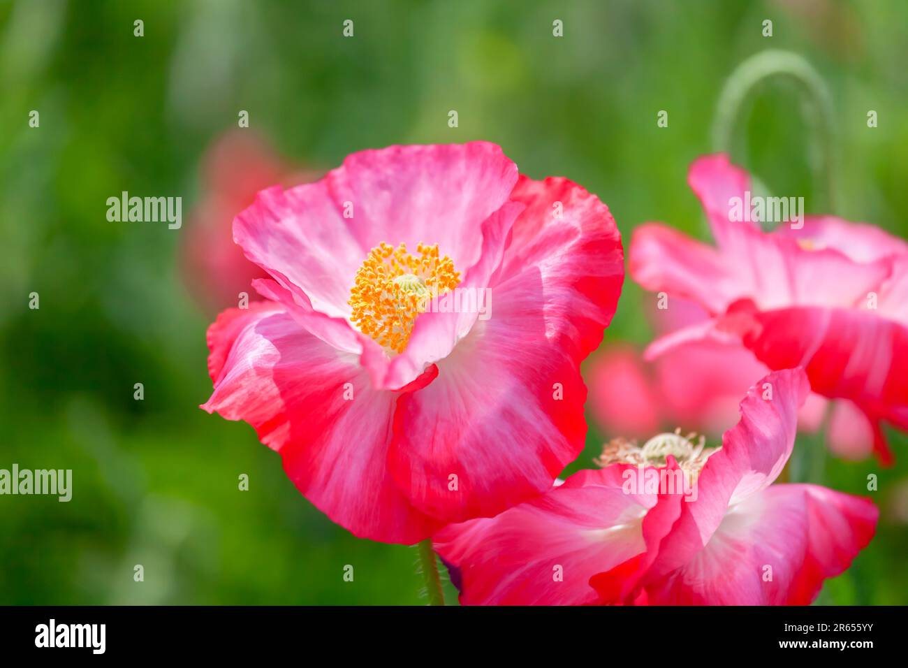 Poppy wheels hi-res stock photography and images - Alamy