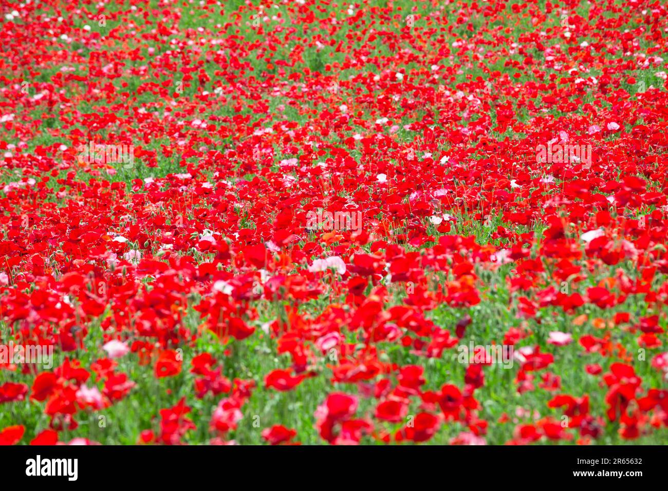 Field pink opium poppy hi-res stock photography and images - Alamy